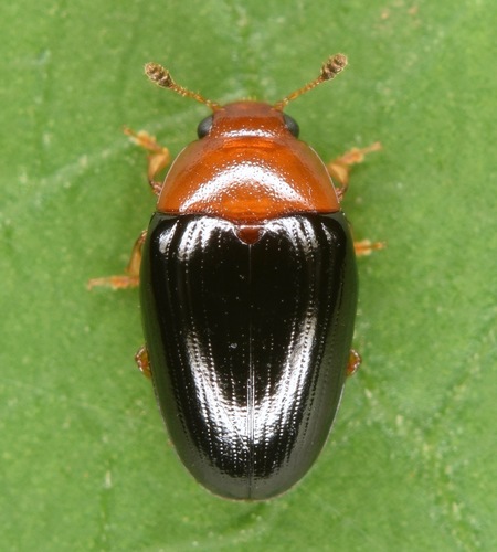 Two-spotted Pleasing Fungus Beetle photo 2