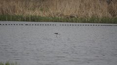 Himantopus himantopus