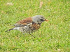 Turdus pilaris