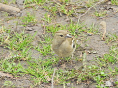Fringilla coelebs