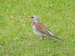 Turdus pilaris