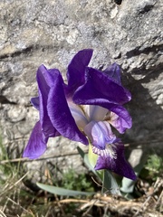 Iris lutescens lutescens