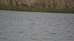 Himantopus himantopus