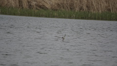 Himantopus himantopus