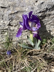 Iris lutescens lutescens