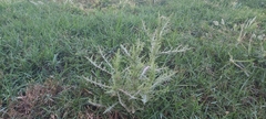 Launaea mucronata