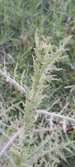 Launaea mucronata