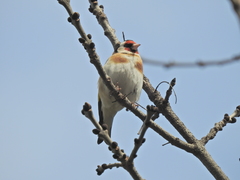 Carduelis carduelis