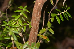 Monotoca elliptica