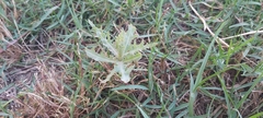 Launaea mucronata
