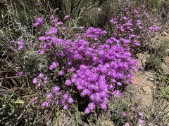 Lampranthus leptosepalus