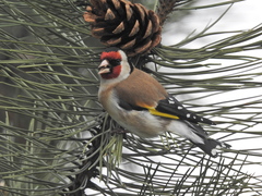 Carduelis carduelis