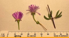 Lampranthus leptosepalus