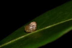 Elasmias wakefieldiae