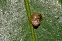 Elasmias wakefieldiae