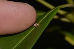 Elasmias wakefieldiae