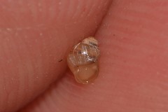 Elasmias wakefieldiae