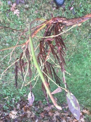 Calyptospora columnaris