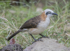 Turdoides gymnogenys