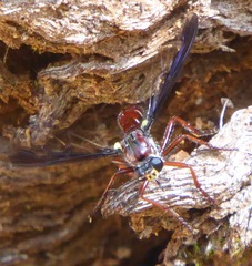 Daptolestes leei