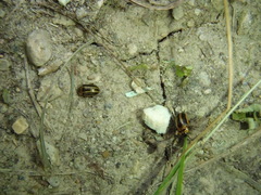 Calligrapha californica