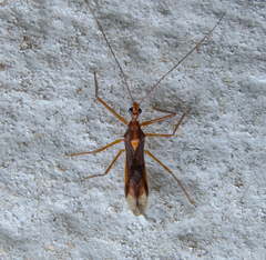 Repipta flavicans