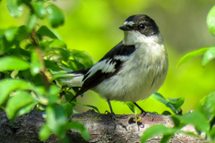 Ficedula semitorquata