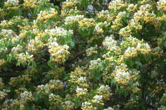 Crateva unilocularis