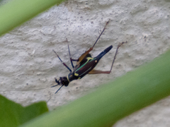 Phylloscyrtus amoenus