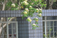 Crateva unilocularis