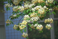 Crateva unilocularis