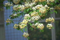 Crateva unilocularis