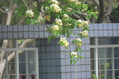Crateva unilocularis