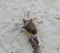 Diceraeus