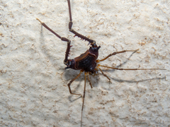 Discocyrtus orientalis