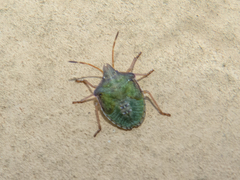 Diceraeus