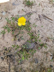 Ranunculus paludosus