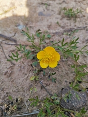 Ranunculus paludosus