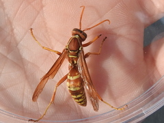Polistes apachus texanus