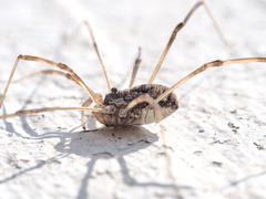 Dasylobus graniferus