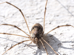 Dasylobus graniferus