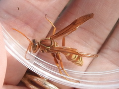 Polistes apachus texanus