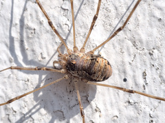 Dasylobus graniferus