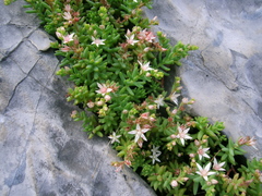 Sedum potosinum