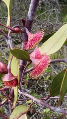 Eucalyptus caesia