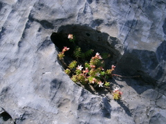 Sedum potosinum