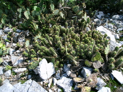 Echinocereus viereckii
