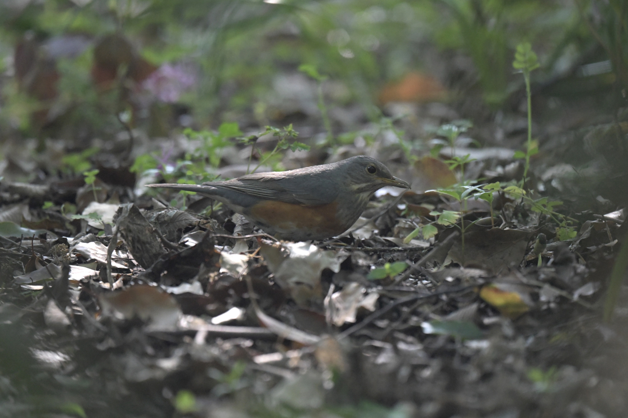 Grey-backed Thrush