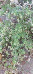 Lepidium didymum