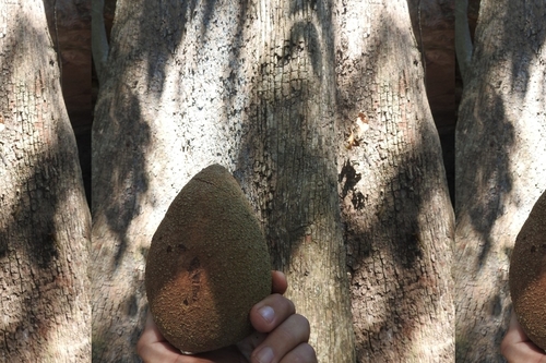 Pouteria sapota